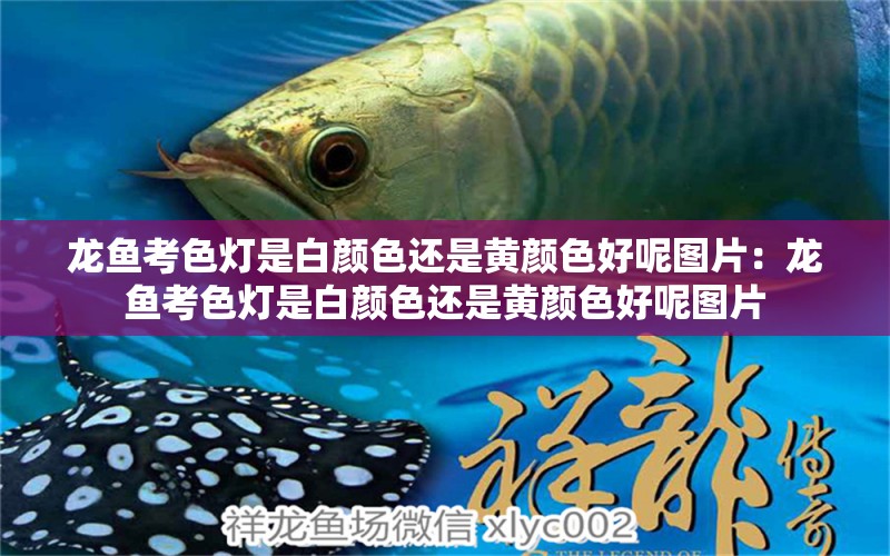 龍魚考色燈是白顏色還是黃顏色好呢圖片：龍魚考色燈是白顏色還是黃顏色好呢圖片