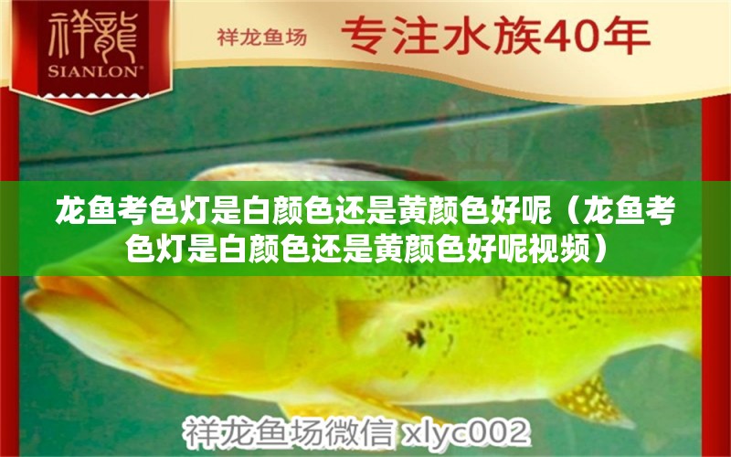 龍魚考色燈是白顏色還是黃顏色好呢（龍魚考色燈是白顏色還是黃顏色好呢視頻）