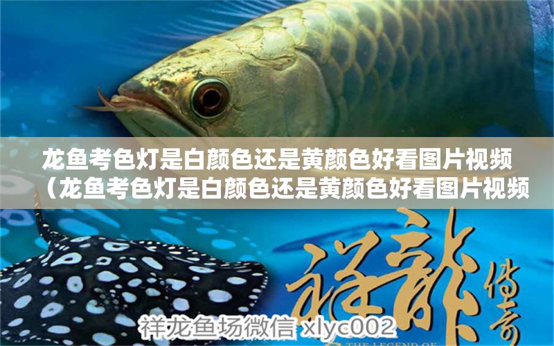 龍魚考色燈是白顏色還是黃顏色好看圖片視頻（龍魚考色燈是白顏色還是黃顏色好看圖片視頻） 廣州龍魚批發(fā)市場