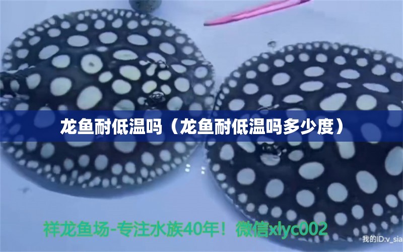 龍魚耐低溫嗎（龍魚耐低溫嗎多少度） 廣州龍魚批發(fā)市場(chǎng)