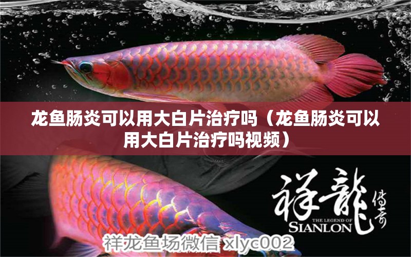 龍魚腸炎可以用大白片治療嗎（龍魚腸炎可以用大白片治療嗎視頻）