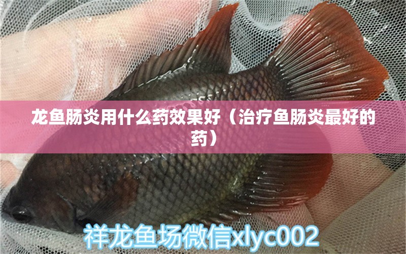 龍魚腸炎用什么藥效果好（治療魚腸炎最好的藥）