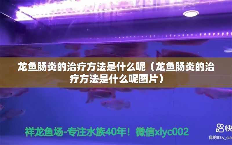 龍魚腸炎的治療方法是什么呢（龍魚腸炎的治療方法是什么呢圖片）