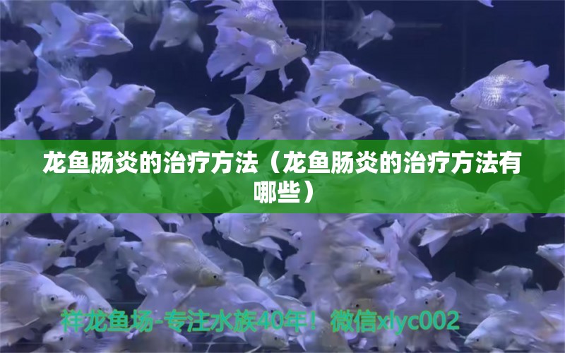 龍魚腸炎的治療方法（龍魚腸炎的治療方法有哪些） 龍魚疾病與治療