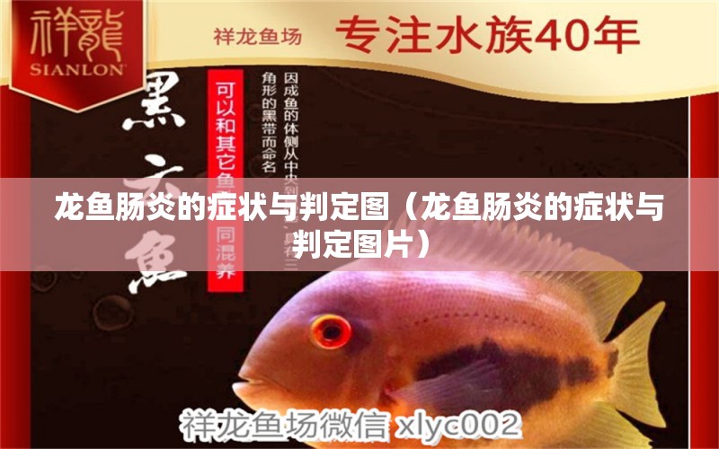 龍魚腸炎的癥狀與判定圖（龍魚腸炎的癥狀與判定圖片）