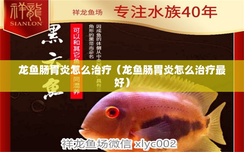 龍魚腸胃炎怎么治療（龍魚腸胃炎怎么治療最好） 龍魚疾病與治療