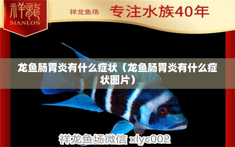 龍魚腸胃炎有什么癥狀（龍魚腸胃炎有什么癥狀圖片）