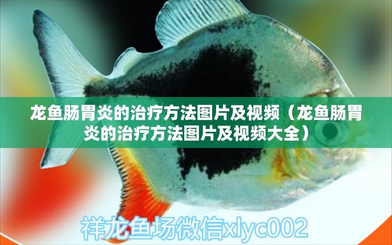 龍魚腸胃炎的治療方法圖片及視頻（龍魚腸胃炎的治療方法圖片及視頻大全）