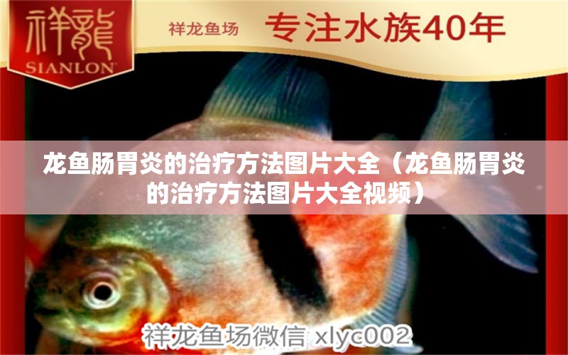 龍魚腸胃炎的治療方法圖片大全（龍魚腸胃炎的治療方法圖片大全視頻）