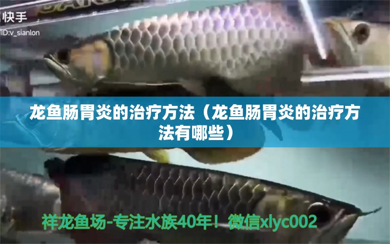 龍魚腸胃炎的治療方法（龍魚腸胃炎的治療方法有哪些）