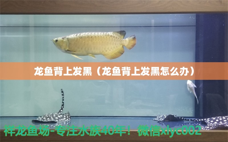 龍魚背上發(fā)黑（龍魚背上發(fā)黑怎么辦）