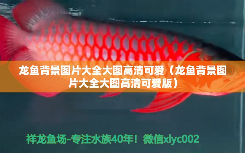 龍魚背景圖片大全大圖高清可愛（龍魚背景圖片大全大圖高清可愛版）