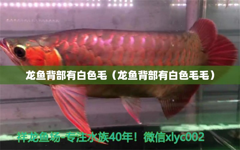 龍魚背部有白色毛（龍魚背部有白色毛毛）