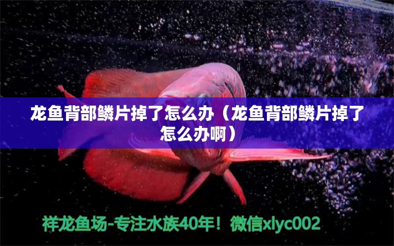 龍魚背部鱗片掉了怎么辦（龍魚背部鱗片掉了怎么辦?。?觀賞魚