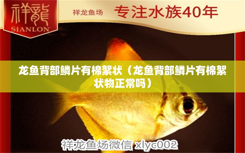 龍魚(yú)背部鱗片有棉絮狀（龍魚(yú)背部鱗片有棉絮狀物正常嗎） 觀賞魚(yú)水族批發(fā)市場(chǎng)