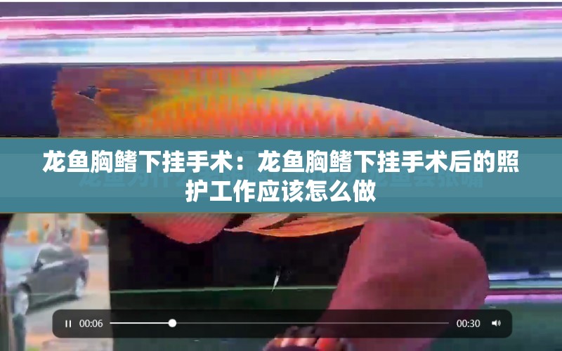 龍魚(yú)胸鰭下掛手術(shù)：龍魚(yú)胸鰭下掛手術(shù)后的照護(hù)工作應(yīng)該怎么做 水族問(wèn)答 第1張