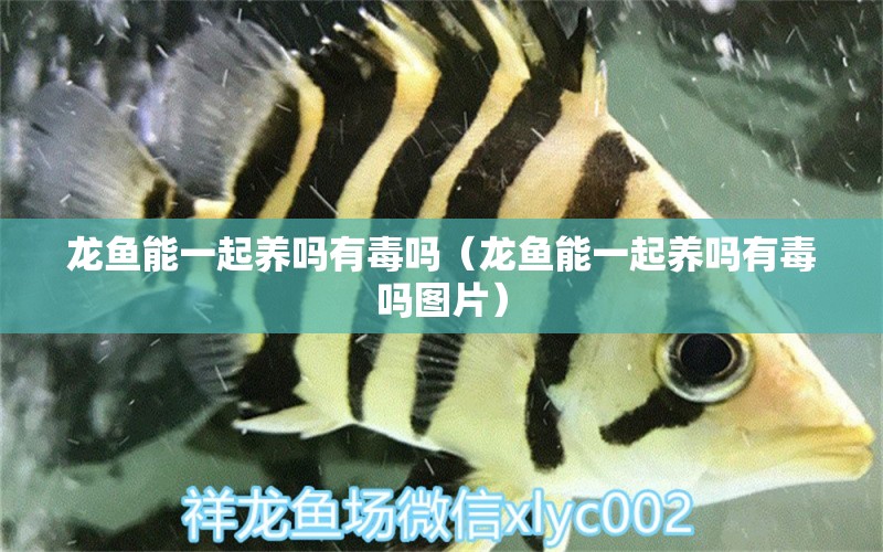 龍魚能一起養(yǎng)嗎有毒嗎（龍魚能一起養(yǎng)嗎有毒嗎圖片）