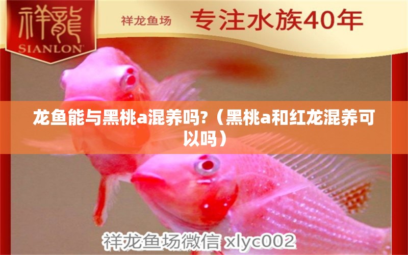 龍魚能與黑桃a混養(yǎng)嗎?（黑桃a和紅龍混養(yǎng)可以嗎） 觀賞魚