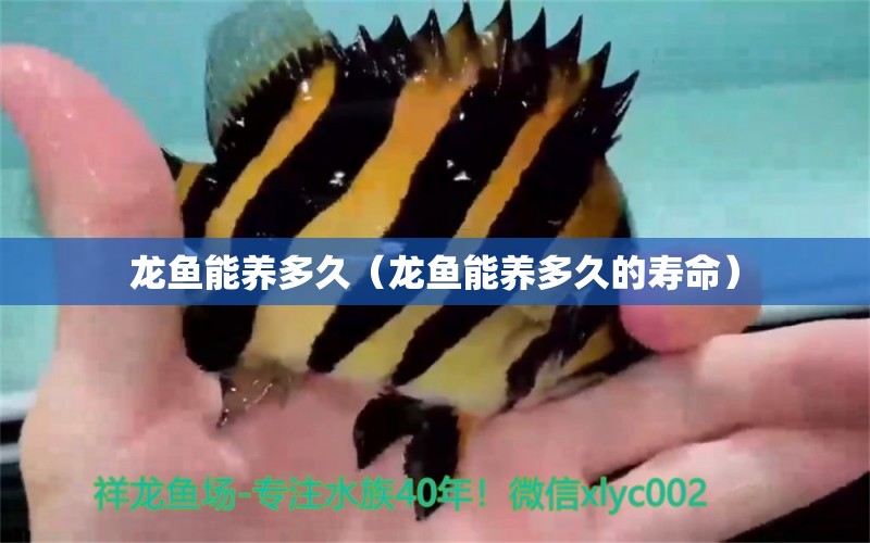 龍魚能養(yǎng)多久（龍魚能養(yǎng)多久的壽命） 廣州龍魚批發(fā)市場