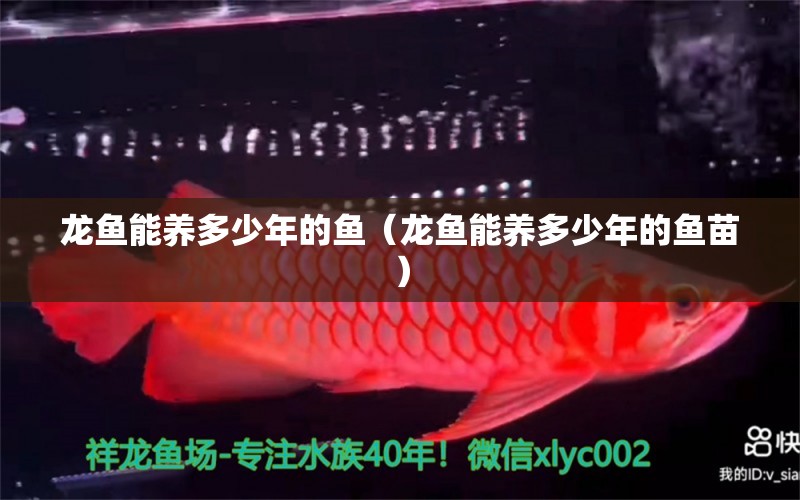 龍魚能養(yǎng)多少年的魚（龍魚能養(yǎng)多少年的魚苗）