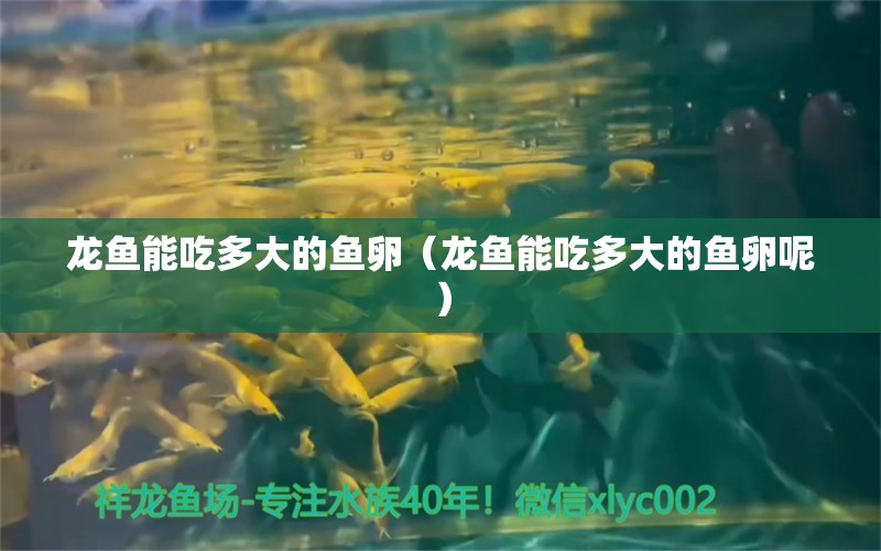 龍魚能吃多大的魚卵（龍魚能吃多大的魚卵呢）