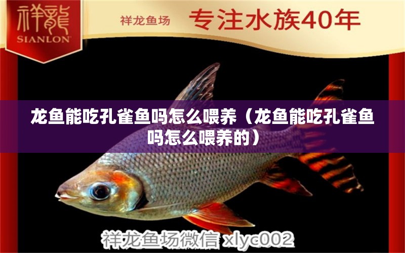 龍魚能吃孔雀魚嗎怎么喂養(yǎng)（龍魚能吃孔雀魚嗎怎么喂養(yǎng)的）