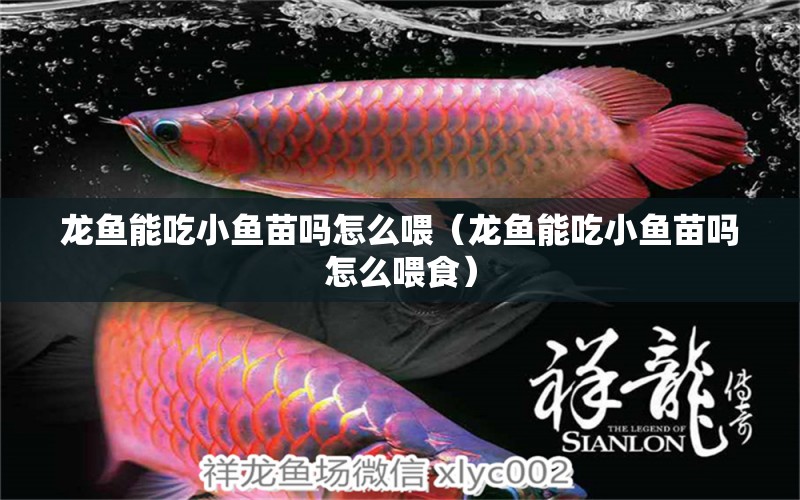 龍魚能吃小魚苗嗎怎么喂（龍魚能吃小魚苗嗎怎么喂食） 魚缸水質(zhì)穩(wěn)定劑