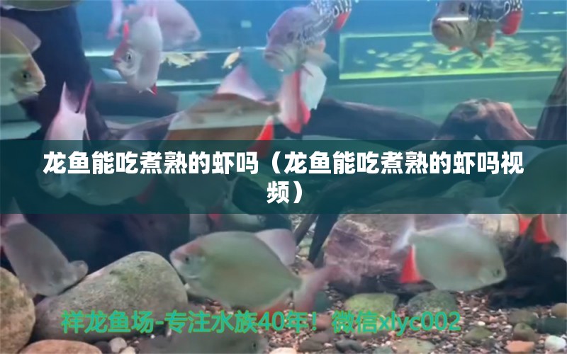 龍魚(yú)能吃煮熟的蝦嗎（龍魚(yú)能吃煮熟的蝦嗎視頻）