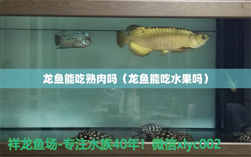 龍魚能吃熟肉嗎（龍魚能吃水果嗎）