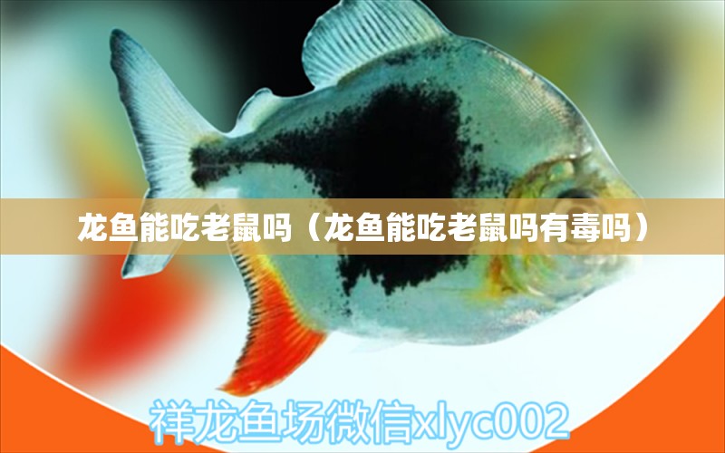 龍魚能吃老鼠嗎（龍魚能吃老鼠嗎有毒嗎）