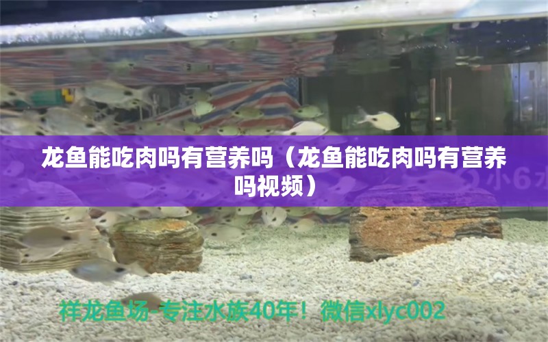 龍魚能吃肉嗎有營(yíng)養(yǎng)嗎（龍魚能吃肉嗎有營(yíng)養(yǎng)嗎視頻）