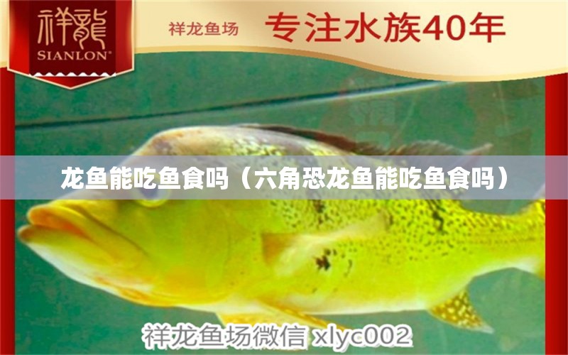 龍魚能吃魚食嗎（六角恐龍魚能吃魚食嗎）