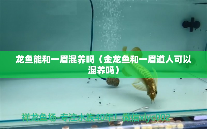 龍魚能和一眉混養(yǎng)嗎（金龍魚和一眉道人可以混養(yǎng)嗎）