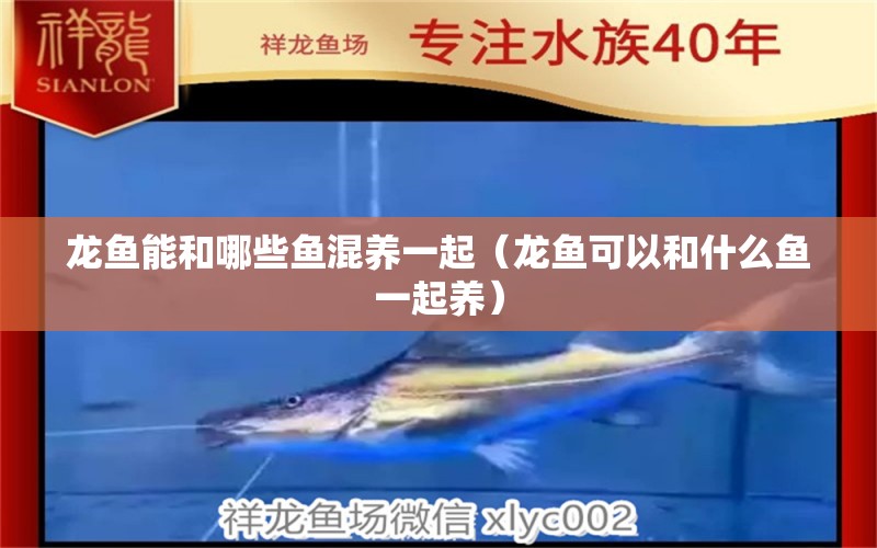 龍魚能和哪些魚混養(yǎng)一起（龍魚可以和什么魚一起養(yǎng)）