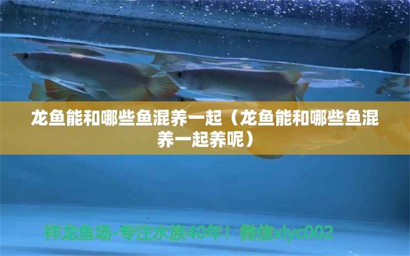 龍魚能和哪些魚混養(yǎng)一起（龍魚能和哪些魚混養(yǎng)一起養(yǎng)呢）