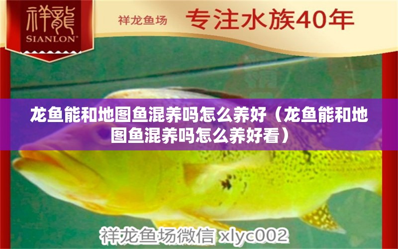 龍魚能和地圖魚混養(yǎng)嗎怎么養(yǎng)好（龍魚能和地圖魚混養(yǎng)嗎怎么養(yǎng)好看）