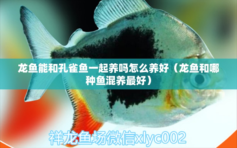 龍魚能和孔雀魚一起養(yǎng)嗎怎么養(yǎng)好（龍魚和哪種魚混養(yǎng)最好）