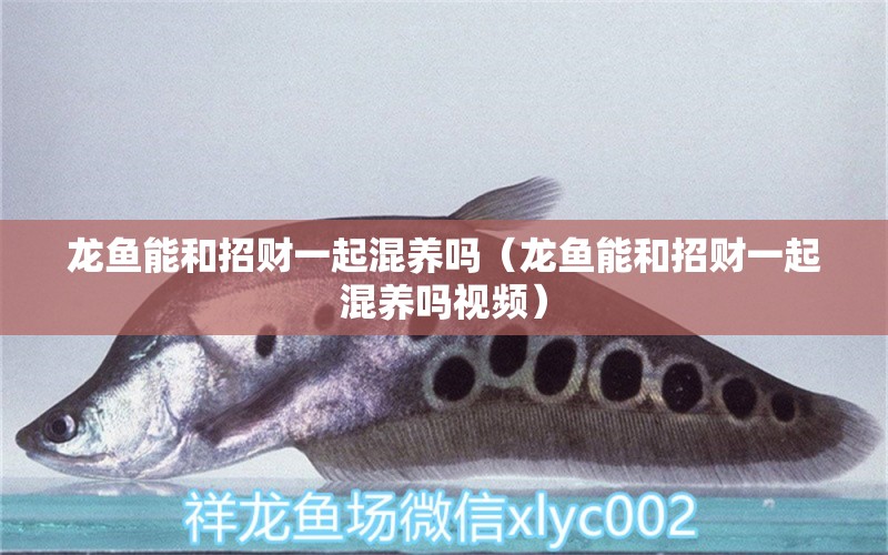 龍魚能和招財一起混養(yǎng)嗎（龍魚能和招財一起混養(yǎng)嗎視頻）