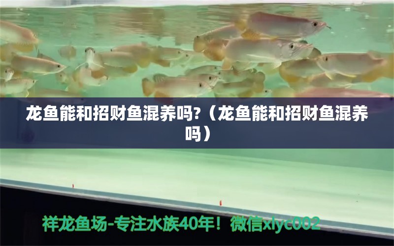 龍魚(yú)能和招財(cái)魚(yú)混養(yǎng)嗎?（龍魚(yú)能和招財(cái)魚(yú)混養(yǎng)嗎）