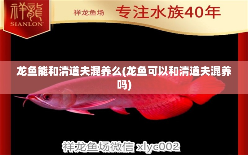 龍魚(yú)能和清道夫混養(yǎng)么(龍魚(yú)可以和清道夫混養(yǎng)嗎)