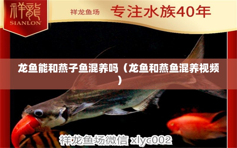 龍魚(yú)能和燕子魚(yú)混養(yǎng)嗎（龍魚(yú)和燕魚(yú)混養(yǎng)視頻）