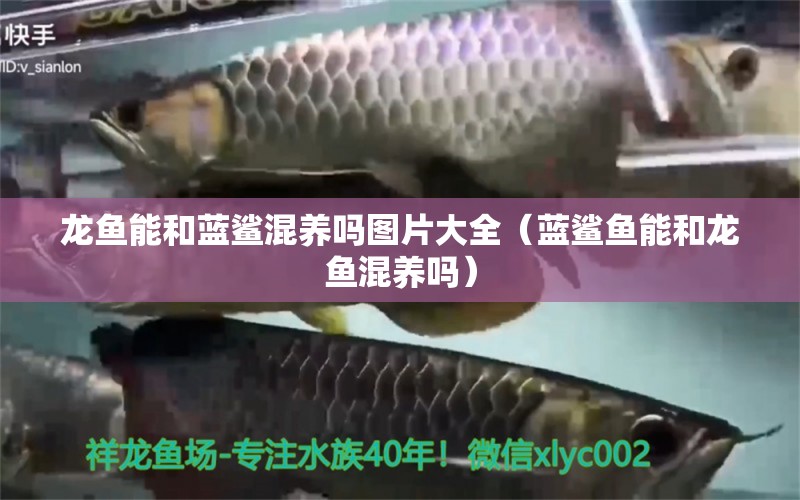 龍魚能和藍(lán)鯊混養(yǎng)嗎圖片大全（藍(lán)鯊魚能和龍魚混養(yǎng)嗎）