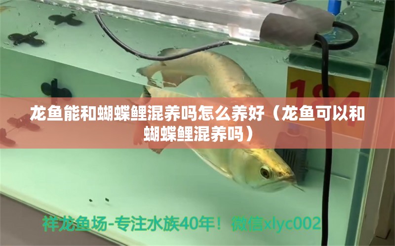 龍魚(yú)能和蝴蝶鯉混養(yǎng)嗎怎么養(yǎng)好（龍魚(yú)可以和蝴蝶鯉混養(yǎng)嗎）