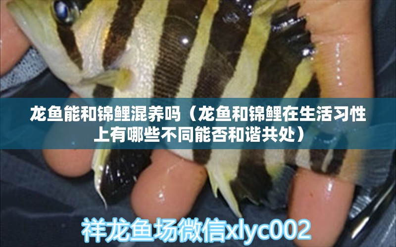 龍魚能和錦鯉混養(yǎng)嗎（龍魚和錦鯉在生活習性上有哪些不同能否和諧共處） 水族問答 第2張