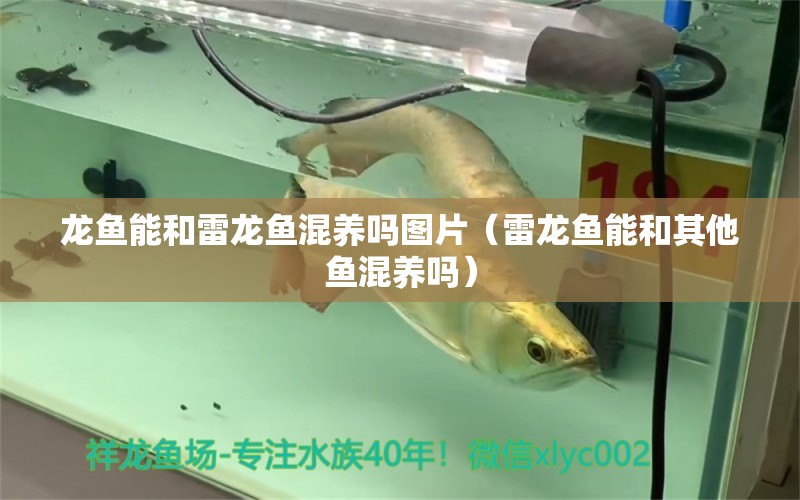 龍魚能和雷龍魚混養(yǎng)嗎圖片（雷龍魚能和其他魚混養(yǎng)嗎）