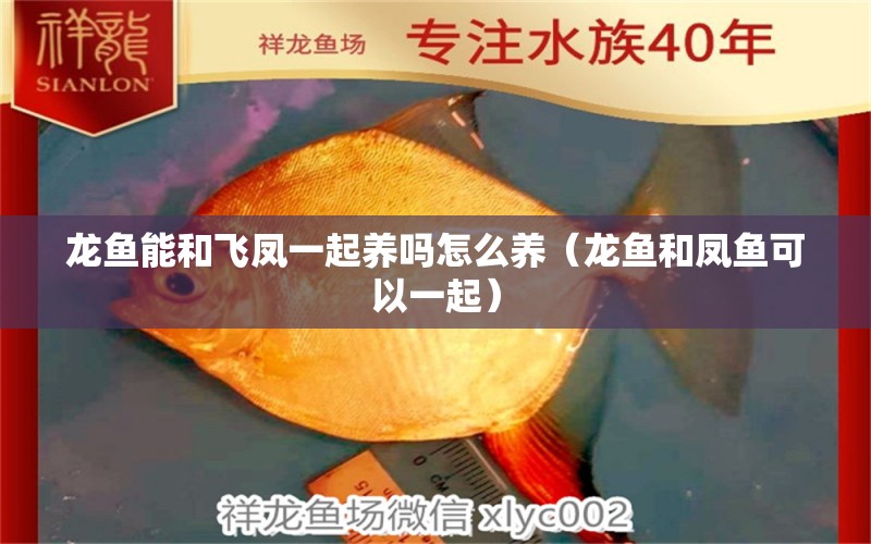 龍魚能和飛鳳一起養(yǎng)嗎怎么養(yǎng)（龍魚和鳳魚可以一起）