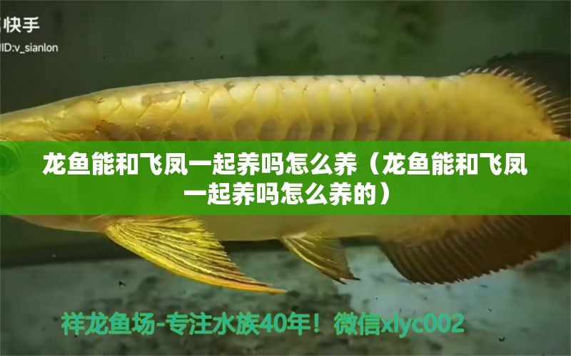 龍魚能和飛鳳一起養(yǎng)嗎怎么養(yǎng)（龍魚能和飛鳳一起養(yǎng)嗎怎么養(yǎng)的）