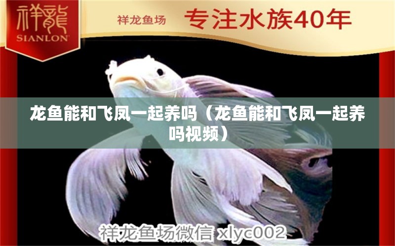 龍魚能和飛鳳一起養(yǎng)嗎（龍魚能和飛鳳一起養(yǎng)嗎視頻）