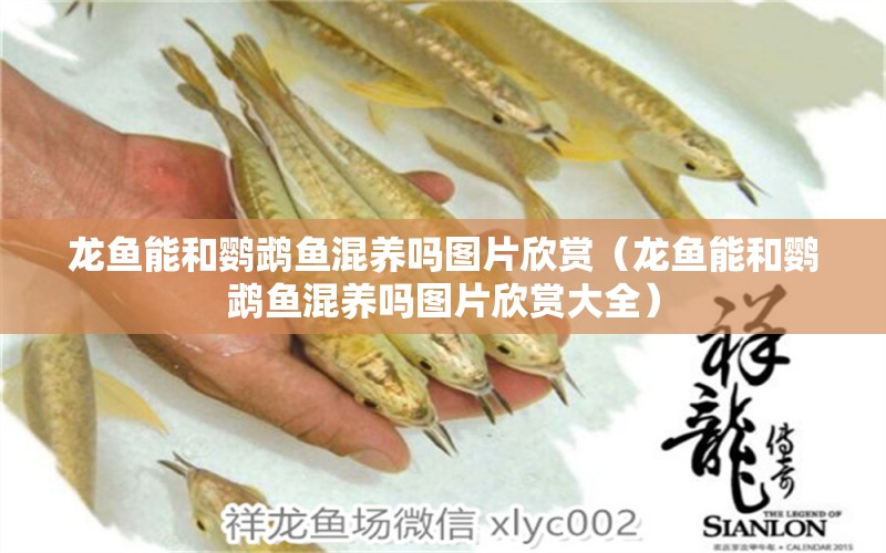 龍魚(yú)能和鸚鵡魚(yú)混養(yǎng)嗎圖片欣賞（龍魚(yú)能和鸚鵡魚(yú)混養(yǎng)嗎圖片欣賞大全） 鸚鵡魚(yú)