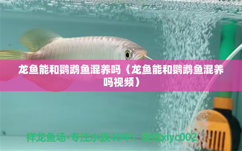 龍魚能和鸚鵡魚混養(yǎng)嗎（龍魚能和鸚鵡魚混養(yǎng)嗎視頻）